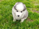 Chiots Pomsky Mini F4 de lignées prestigieuses à vendre