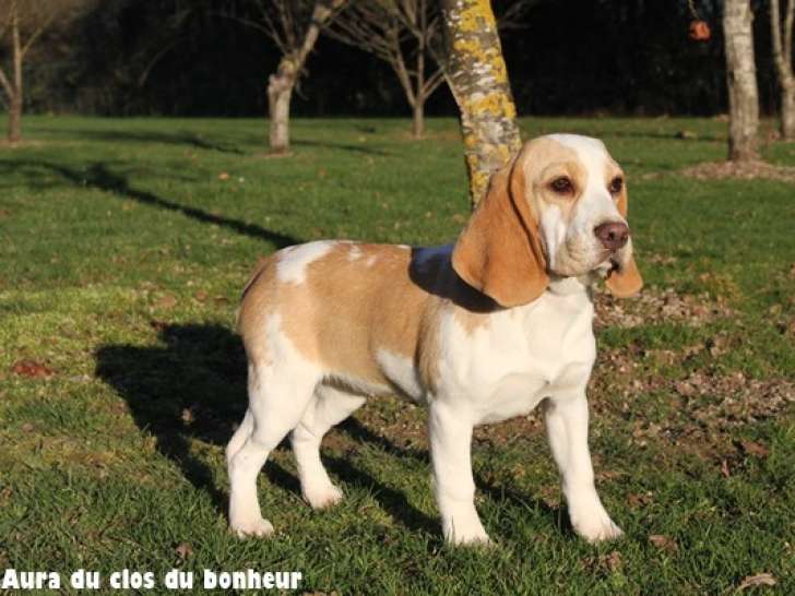 Magnifiques femelles Beagle LOF à vendre
