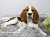 Magnifiques femelles Beagle LOF à vendre