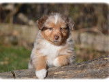 Chiots Berger Australien LOF à réserver