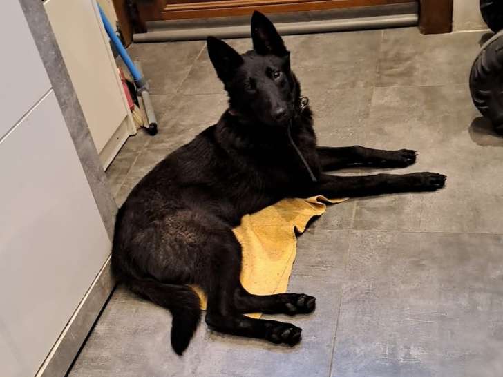Chienne Berger Belge Malinois noir à vendre