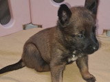 Chienne Berger Belge Malinois à vendre