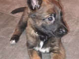 Chienne Berger Belge Malinois à vendre