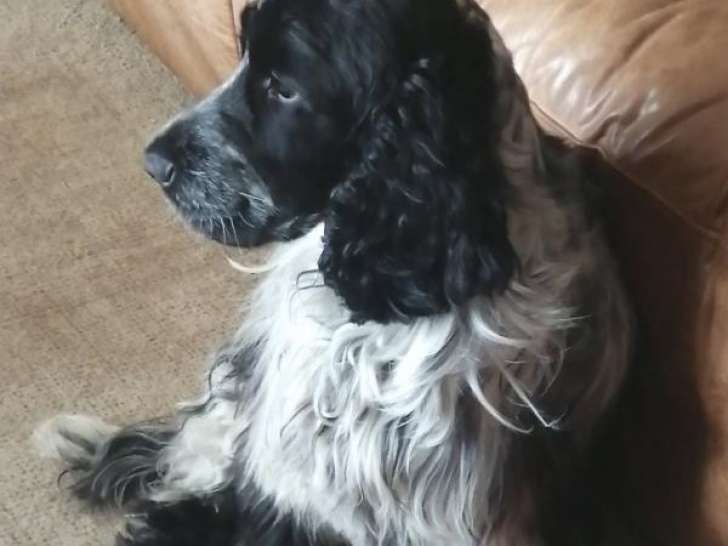 Mâle Cocker Anglais disponible pour saillie