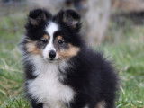Chiot femelle Berger des Shetland LOF à vendre