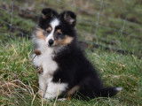 Chiot femelle Berger des Shetland LOF à vendre