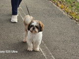 M&acirc;le Shih Tzu disponible pour saillie