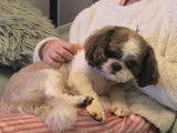 M&acirc;le Shih Tzu disponible pour saillie