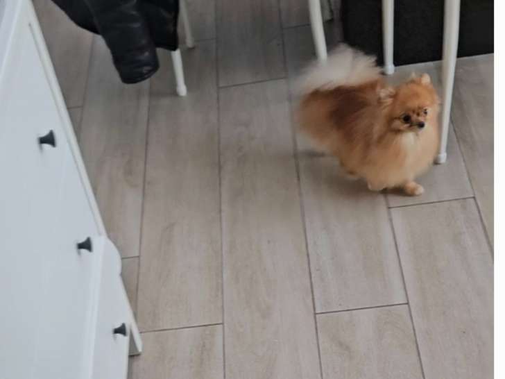 Femelle Loulou de Poméranie à vendre