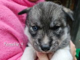 Chiots Husky Sib&eacute;rien &agrave; vendre