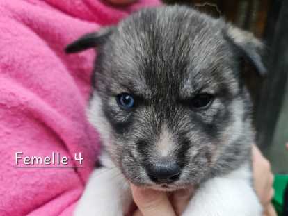 Chiots Husky Sibérien à vendre
