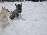 Chiots Husky Sibérien à vendre