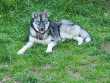 Chiots Husky Sibérien à vendre