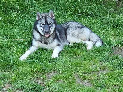 Chiots Husky Sibérien à vendre