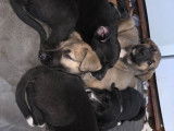 Petits chiots Berger Australien crois&eacute;s Berger Allemand et Danois &agrave; vendre