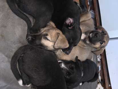 Petits chiots Berger Australien croisés Berger Allemand et Danois à vendre