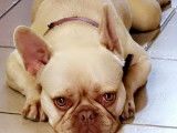 Chienne adulte de race Bouledogue Fran&ccedil;ais &agrave; vendre