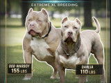 Chiots American Bully &agrave; na&icirc;tre en avril 2026