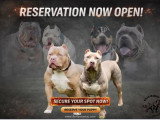 Chiots American Bully à naître en avril 2026