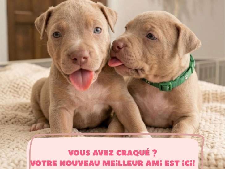 Américain Bully Haute lignée