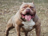 Warboy 155 Lbs XL De l'Alberta