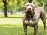 Américain Bully Haute lignée