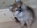 Chiot femelle Loulou de Pom&eacute;ranie &agrave; vendre