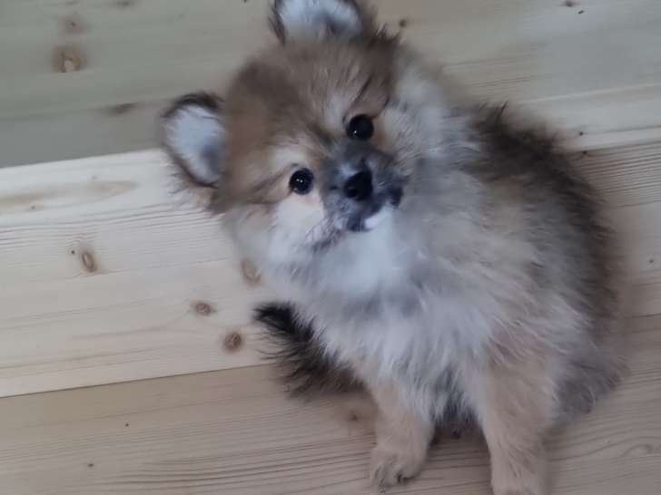 Chiot femelle Loulou de Poméranie à vendre