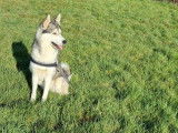 Mâle Husky disponible pour saillie
