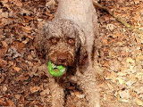 M&acirc;le Lagotto Romagnolo disponible pour saillie