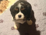 Chiots Cavalier King Charles &agrave; vendre