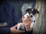 Chiots Jack Russell tricolores &agrave; vendre