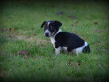 Chiots Jack Russell tricolores &agrave; vendre