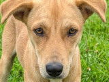 Adoption disponible : chienne fauve