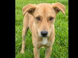 Adoption disponible : chienne fauve