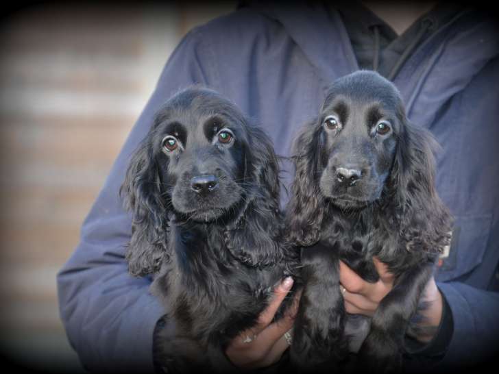 Chiots Cockers Anglais à vendre