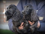 Chiots Cockers Anglais à vendre