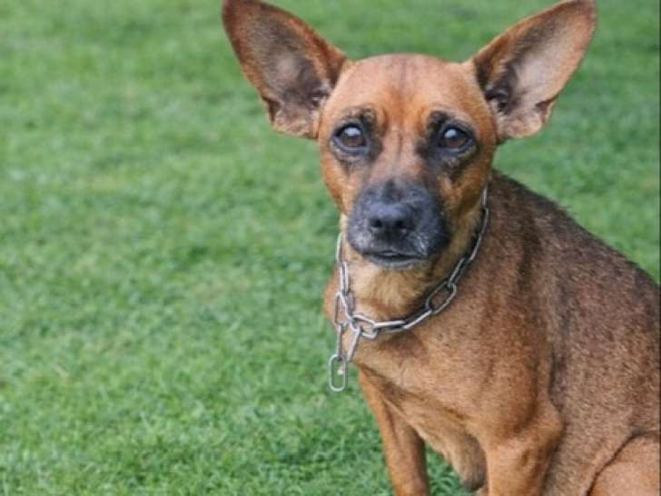 Disponible à l'adoption, chienne Pinscher Nain de 6 ans
