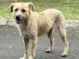 En attente d'adoption, chienne Griffon de 4 ans
