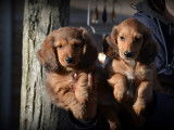 Chiots Teckel &agrave; poil long &agrave; vendre