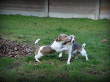 Chiots Jack Russell lilac à vendre