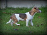 Chiots Jack Russell lilac &agrave; vendre