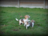 Chiots Jack Russell lilac à vendre