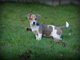 Chiots Jack Russell lilac à vendre