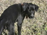 Adoption disponible : chienne de couleur noire