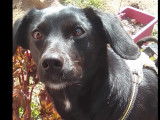 À adopter : chienne noire