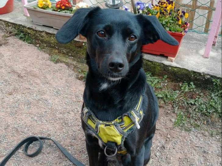 À adopter : chienne noire