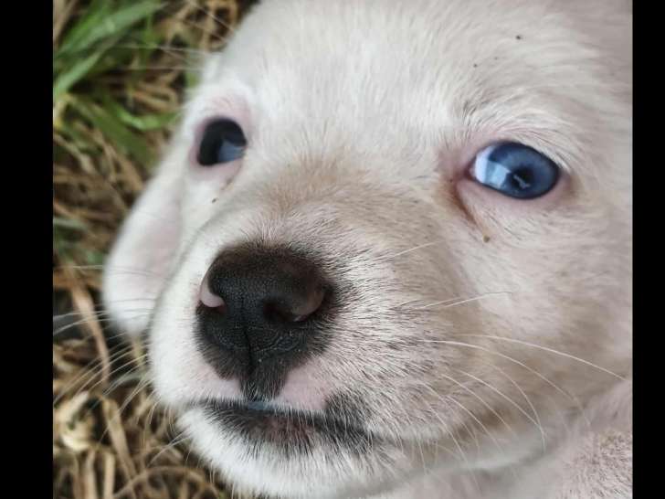 Adoption disponible : chiot mâle de 3 mois