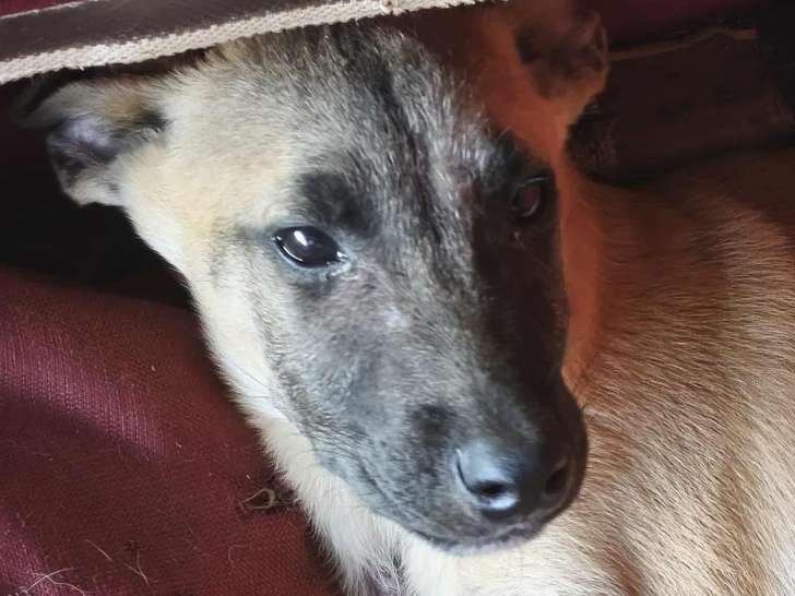 Chiot mâle Berger de 7 mois à adopter