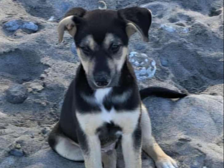 Chiot mâle noir et feu prêt pour l’adoption